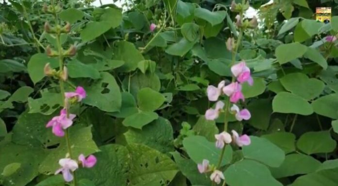 BLACK SINGLE BEANS MOCHAI (கருப்பு மொச்சை) BLACK SINGLE BEANS MOCHAI (கருப்பு மொச்சை)
