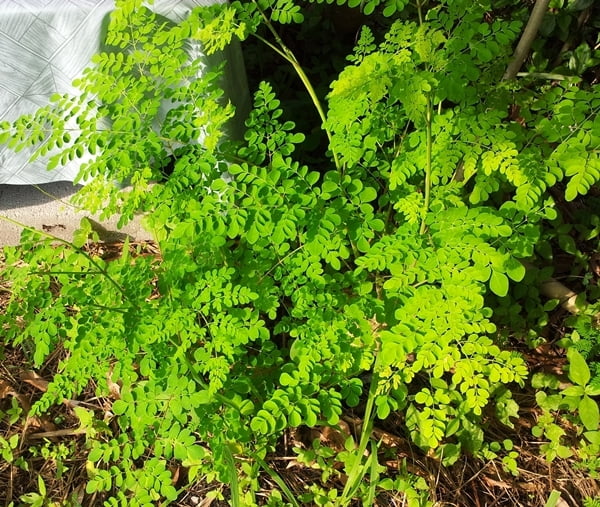 PLANT MORINGA (செடி முருங்கை) PLANT MORINGA (செடி முருங்கை)