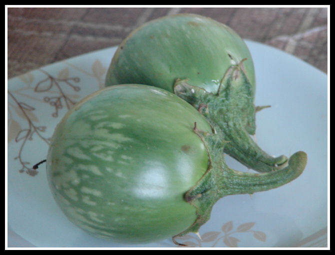 NAMAKKAL MULLU KATHARI - BRINJAL NAMAKKAL MULLU KATHARI - BRINJAL
