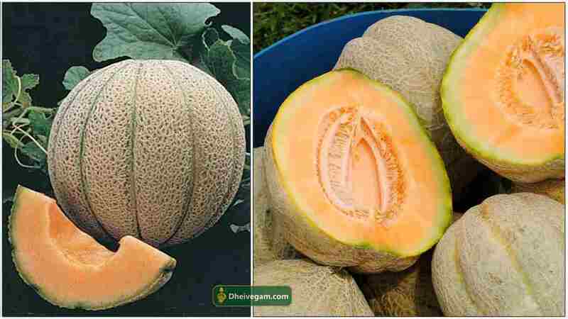 MUSKMELON (முலாம்பழம்) MUSKMELON (முலாம்பழம்)