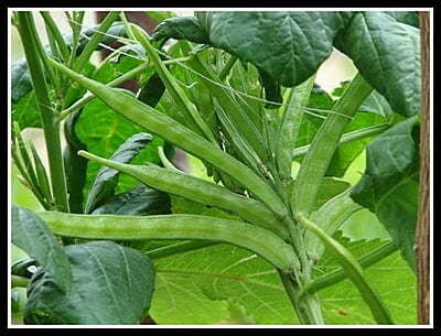 Cluster Beans small (பல கிளை சின்ன கொத்தவரை) Cluster Beans small (பல கிளை சின்ன கொத்தவரை)