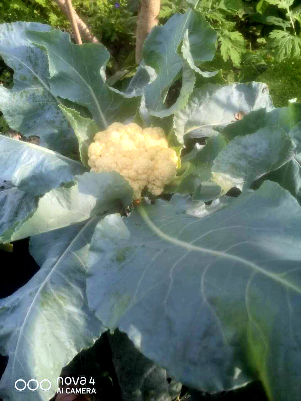 CABBAGE (முட்டைக்கோஸ்) CABBAGE (முட்டைக்கோஸ்)