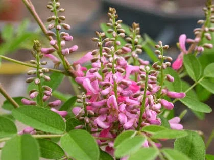 Neeli Avuri | நீலி அவுரி