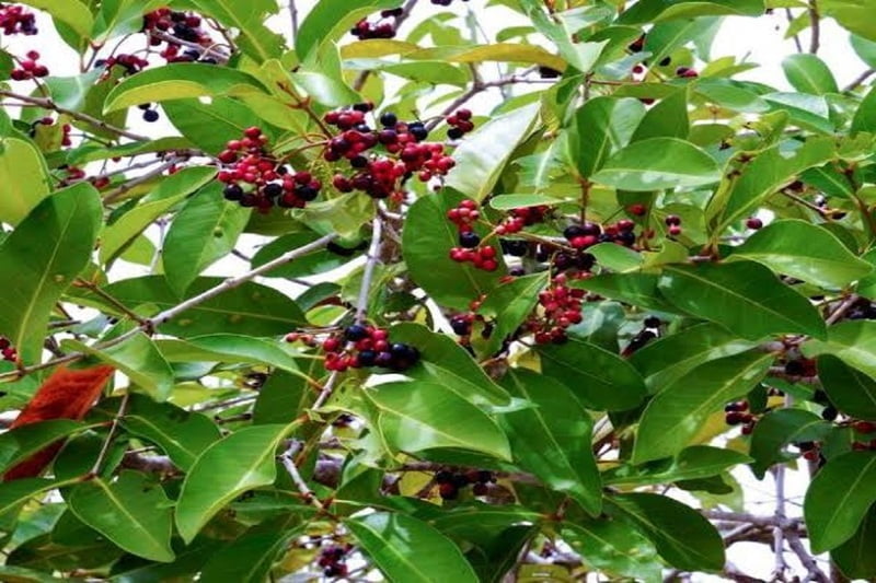 Naval Tree | நாவல் விதை Naval Tree | நாவல் விதை