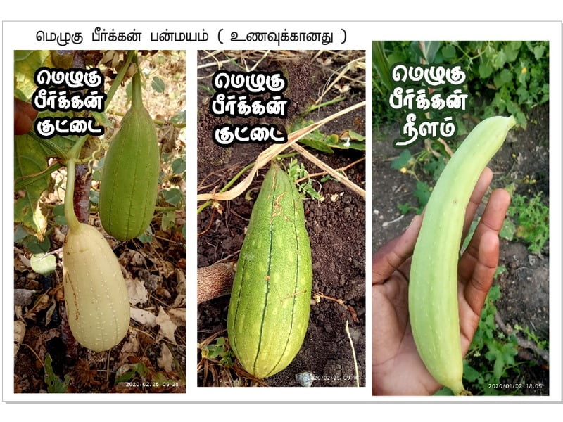 Ridge Gourd ( நுரை பீர்க்கங்காய் )