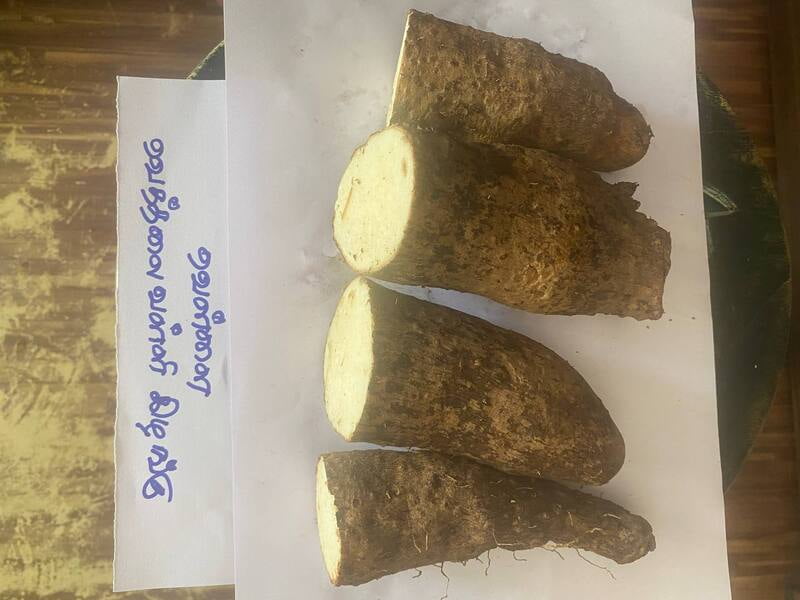 White Yam