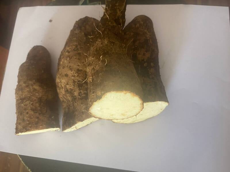 White Yam