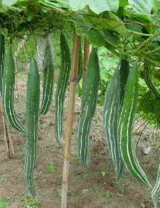 MEDIAM SNAKE GOURD (நடுத்தர புடலை) MEDIAM SNAKE GOURD (நடுத்தர புடலை)