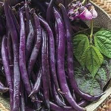 Blue Beans (ஊதா பீன்ஸ்) Blue Beans (ஊதா பீன்ஸ்)