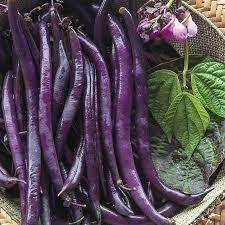 Blue Beans (ஊதா பீன்ஸ்) Blue Beans (ஊதா பீன்ஸ்)
