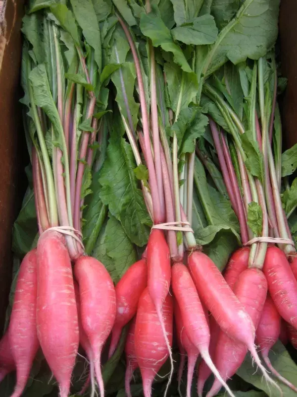 Red Raddish | சிகப்பு முள்ளங்கி