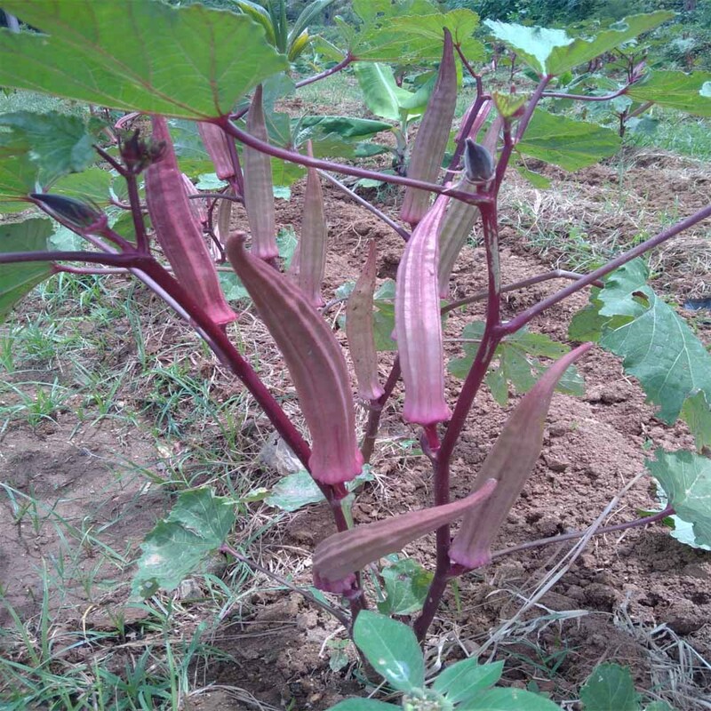 RED LADIES FINGER (சிகப்பு வெண்டை) RED LADIES FINGER (சிகப்பு வெண்டை)