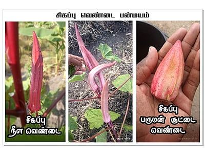 Red Ladies Finger -Short | சிகப்பு பருமன் வெண்டை Red Ladies Finger -Short | சிகப்பு பருமன் வெண்டை