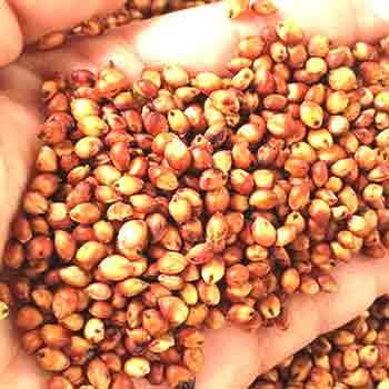 RED SOLAM 1KG (சிகப்பு சோளம் | 1 Kg) RED SOLAM 1KG (சிகப்பு சோளம் | 1 Kg)