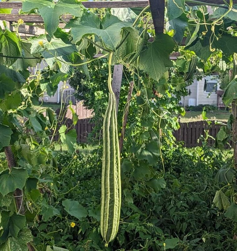 PEERKANKAI - RIDGE GOURD (பீர்க்கங்காய்) PEERKANKAI - RIDGE GOURD (பீர்க்கங்காய்)