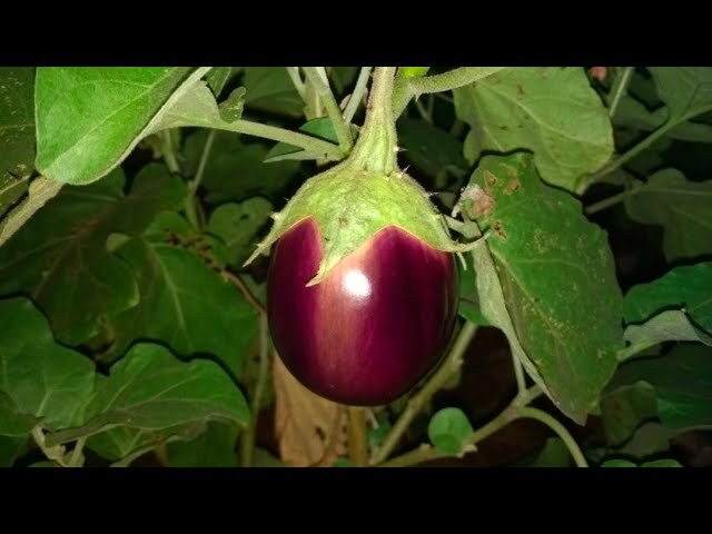 Blue Thorn Brinjal ( ஊதா முள் கத்தரி ) Blue Thorn Brinjal ( ஊதா முள் கத்தரி )