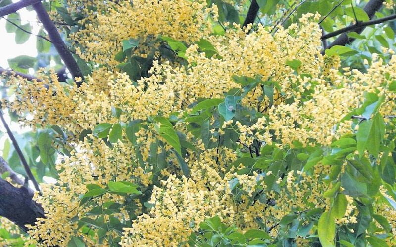Vengai Maram | Pterocarpus marsupium (வேங்கை மரம்) Vengai Maram | Pterocarpus marsupium (வேங்கை மரம்)