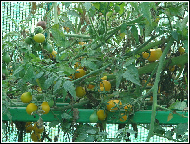 YELLOW CHEERY TOMOTTO YELLOW CHEERY TOMOTTO