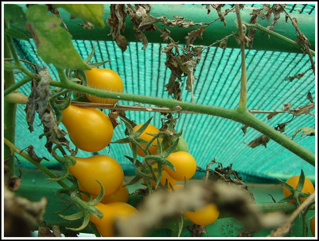 YELLOW CHEERY TOMOTTO YELLOW CHEERY TOMOTTO