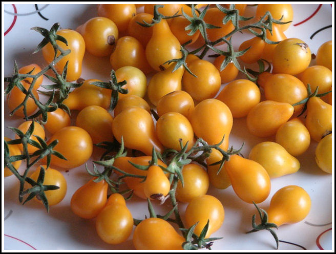 YELLOW CHEERY TOMOTTO YELLOW CHEERY TOMOTTO