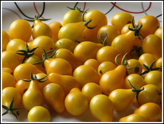 YELLOW CHEERY TOMOTTO YELLOW CHEERY TOMOTTO