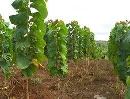 Thekku maram | Teak Tree (தேக்கு) Thekku maram | Teak Tree (தேக்கு)