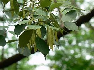 Thothakathi | Indian Rosewood Tree (தோதகத்தி ) Thothakathi | Indian Rosewood Tree (தோதகத்தி )