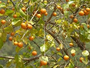 Strychnos nux-vomica (எட்டி மரம் ) Strychnos nux-vomica (எட்டி மரம் )