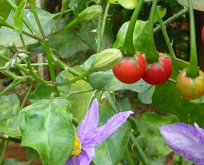 Solanum trilobatum powder 100G (தூதுவேளை பொடி | 100 G (Intake))