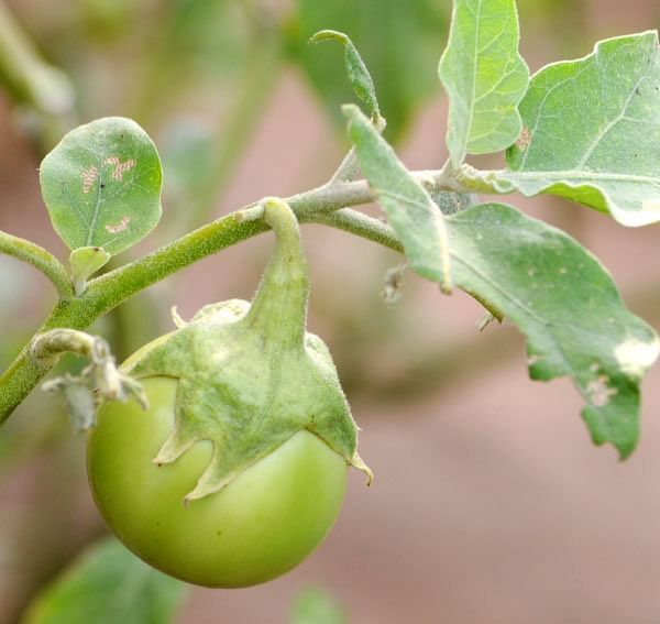 KULASAI BRINJAL KULASAI BRINJAL