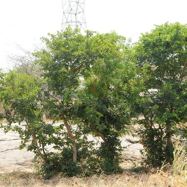 PUNGAN (புங்கன் ) PUNGAN (புங்கன் )