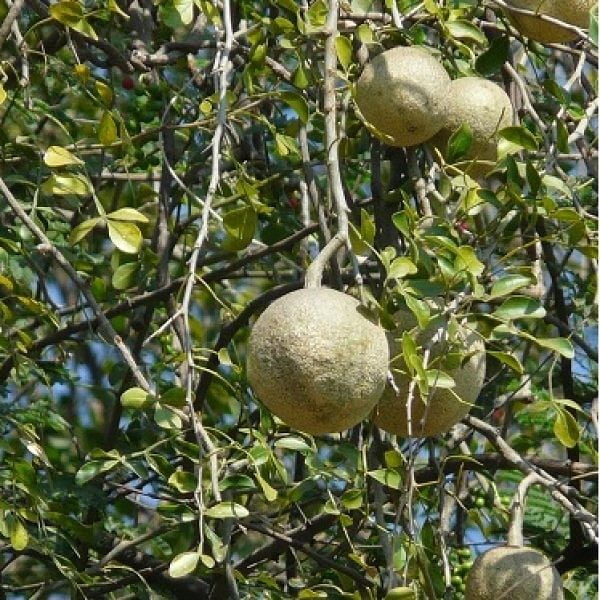 Vilambalam | Wood Apple ( விளாம்பழம்) Vilambalam | Wood Apple ( விளாம்பழம்)