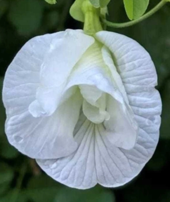 White - Sangu Poo White - Sangu Poo