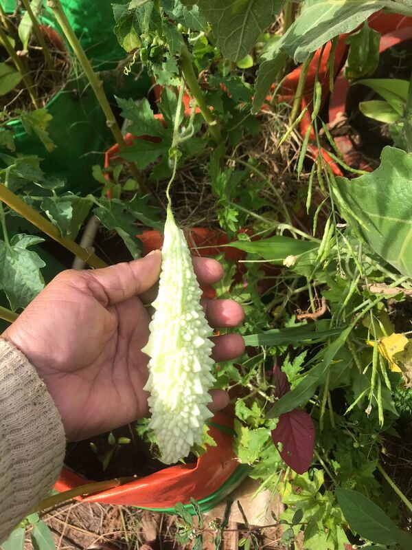 White Bitterguard | வெள்ளை பாகல் White Bitterguard | வெள்ளை பாகல்